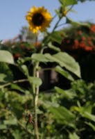 Muir Commons House 1