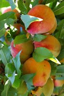 Muir Commons Pathway